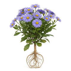 Rasna plant with roots and lavender-blue daisy flowers