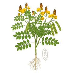Senna plant with roots bright yellow flowers and seed pods
