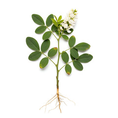 Shalaparni plant with roots and small white clustered flowers