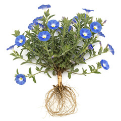 Shankhpushpi plant with roots and blue funnel flowers