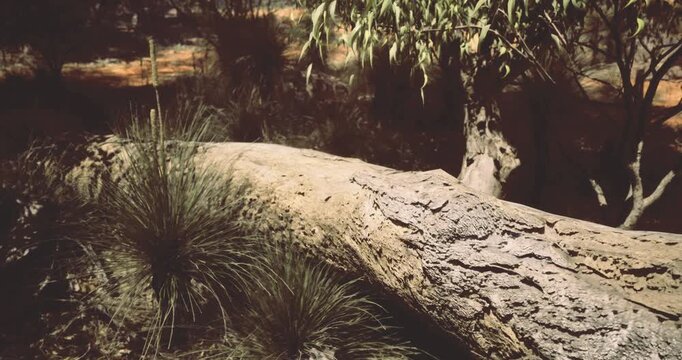 A fallen log lies on the forest floor, partially covered by native grasses and shrubs. Sunlight filters through the trees, creating a serene atmosphere in this tranquil environment.