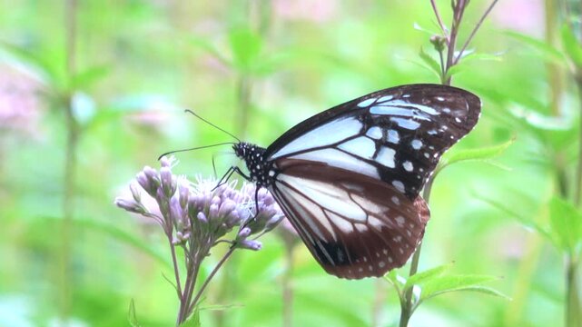 Close up shot of the Chestnut tiger butterfly, Parantica sita, feeding on nectar in Japan. Asagimadara. 4K 