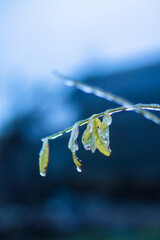 A branch with castings in ice. Ice covered trees and leaves. Cold winter. Winter landscape.