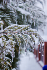 Tree branches covered in ice. Cold winter with freezing rain. Winter in the Krasnodar region