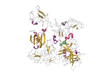 Crystal structure of the native plasminogen. 3D cartoon model, secondary structure color scheme, pdb 4a5t, white background