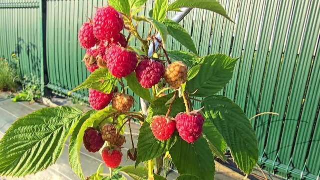Static close-up of ripe raspberries on a garden plant gently moving in the wind.