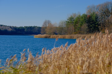 Jezioro z błękitną wodą i trzcinami w jesiennym krajobrazie leśnym pod czystym niebem © Przemysaw