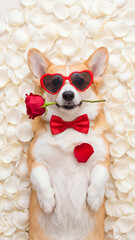 Corgi dog lies on white petals wearing red heart glasses and bow tie, holding a rose in its mouth. A playful and romantic holiday celebration background, pet-themed or gift card