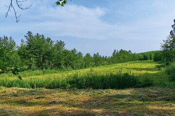 Naklejka premium Meadow field with tall grass and scattered trees under blue sky, nature scene in summer sunlight. Peaceful rural landscape with wildflowers, gentle hill and open green pasture.