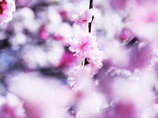 春の訪れを告げる桃の花