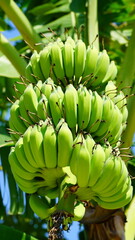 나무에 달린 수많은 바나나