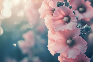 Soft pink hollyhock flowers in glowing light create a beautiful floral background