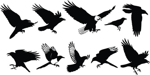 WebFlying bird silhouette collection, black crow and eagle shapes, perched bird vector, wildlife illustration, nature design, avian graphic elements