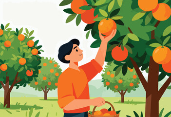 Illustration of person picking oranges from a tree, with full trees in background, and basket filled