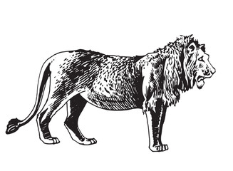 Graphical illustration of lion standing and watching right side on white background,vector 