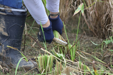 Naklejka premium 稲刈りをする女性