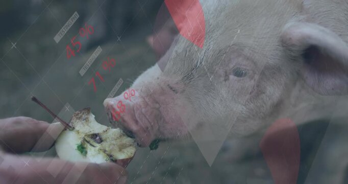 Male caretaker offering apple core, pig nibbling while data overlays tracking farm feeding metrics