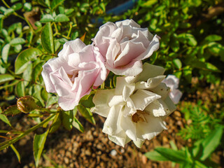 Soft Pink and White Roses in Morning Sunlight &ndash; Close-Up Floral Photography. Delicate pastel roses blooming in a sunny garden, a beautiful floral display.