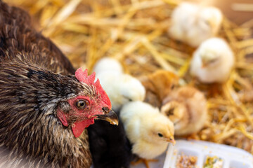 black mother hen with small chicks