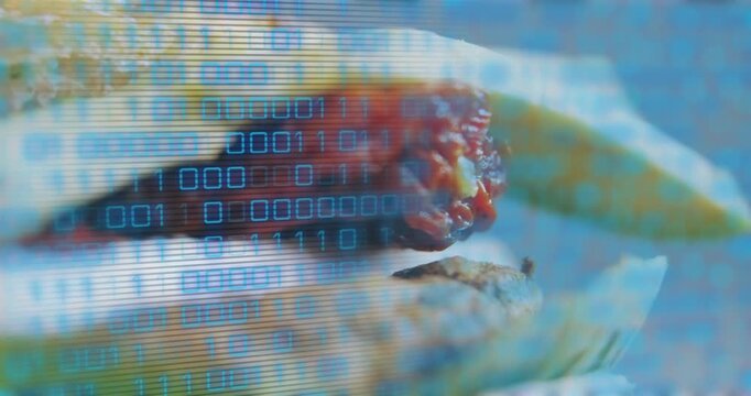 Cam panning downleft, taco with lime revealing red salsa while binary code scrolling showing detail