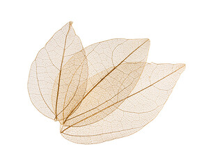 Transparent leaf skeletons on white background