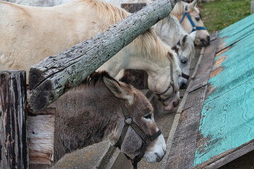 エサを食べる馬やロバ