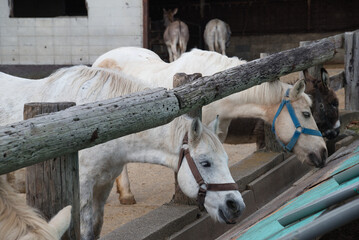 エサを食べる馬やロバ