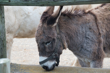 エサを食べる馬やロバ