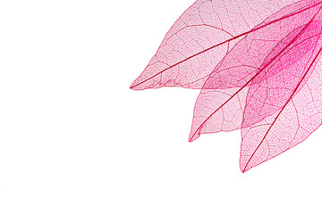 Transparent leaf skeletons on white background
