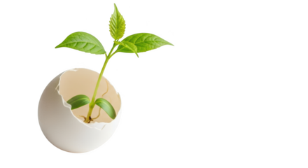 Green sprout growing from cracked white eggshell on black background
