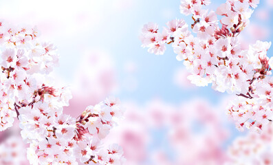 Sakura blossoming season in Japan. Beautiful nature spring background with a branch of blooming...