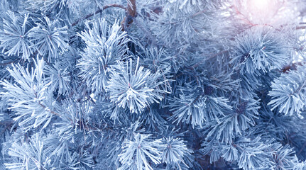 Holiday winter banner with frozen branches of fir tree. Horizontal Christmas background with pine branch, covered with frost. Festive banner featuring a frosted fir branch. Photo toned in blue color