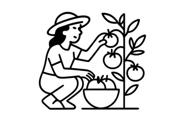 Person wearing a sun hat harvesting ripe red tomatoes from a plant into a large bowl
