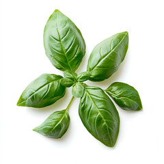 Fototapeta premium Fresh Basil Leaves on White Background 하얀 배경에 분리된 신선한 바질 잎