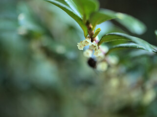 11月に咲いた小さくて繊細な白いハマヒサカキの花