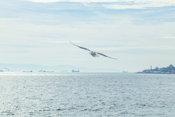 Seagulls fly over the Bosphorus Strait. View from a ferry.