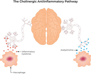 The Cholinergic Antiinflammatory Pathway Vector illustration