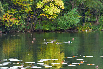 周囲の落葉樹が色づき始めた池でマガモの集団が泳いでいる風景