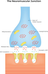 Diagram of the Neuromuscular Junction Vector Illustration