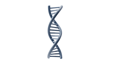3D rendering of a DNA double helix structure