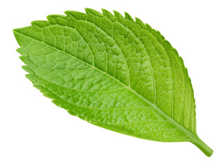 Obraz premium Leaf macro studio photo transparent. Exotic leaves isolated PNG