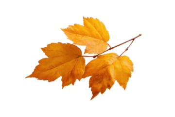 Three golden yellow autumn leaves on a thin branch against black fall leaf, Isolated On White Background, Png Transparent