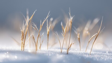 Macro close-up of thin dried grass blades emerging from soft ground.