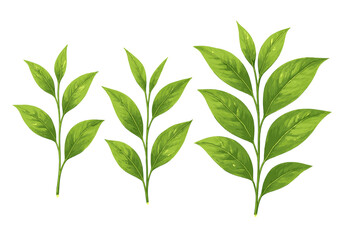 Set of fresh green tea leaves and young shoots isolated on a white background for natural beverages © icon_art