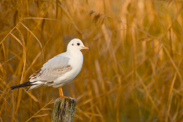 Black-headed gull perched on a wooden post against warm blurred reeds