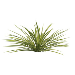 Chlorophytum (spider plant) isolated transparent background photo realistic 3d rendering PNG with alpha channel
