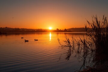 Obraz premium Ducks and calm reflections at golden hour on a quiet lake