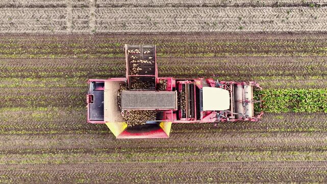 Sugar beet harvesting in a field where a machine picks up the sugar beets from the field.