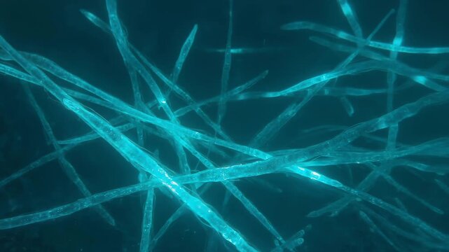 Luminous microscopic fibers forming an intricate network on a dark background