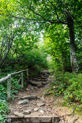 Forest Hiking Path With Wooden Steps And Green Canopy Leading Through Nature